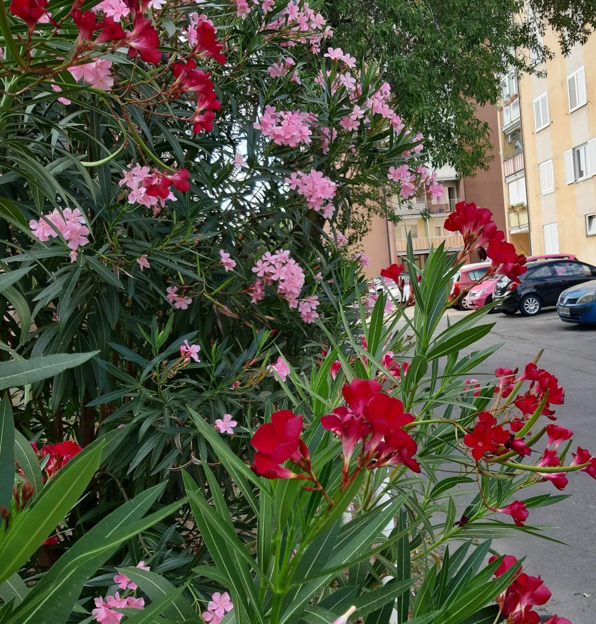 Apartma Eva Koper Dış mekan fotoğraf